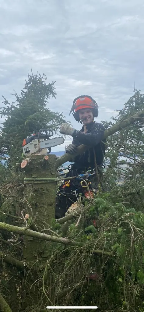 Paisley Tree Surgeon arborist cutting conifer branches with a chainsaw