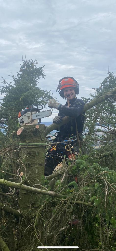 Paisley Tree Surgeon arborist cutting conifer branches with a chainsaw