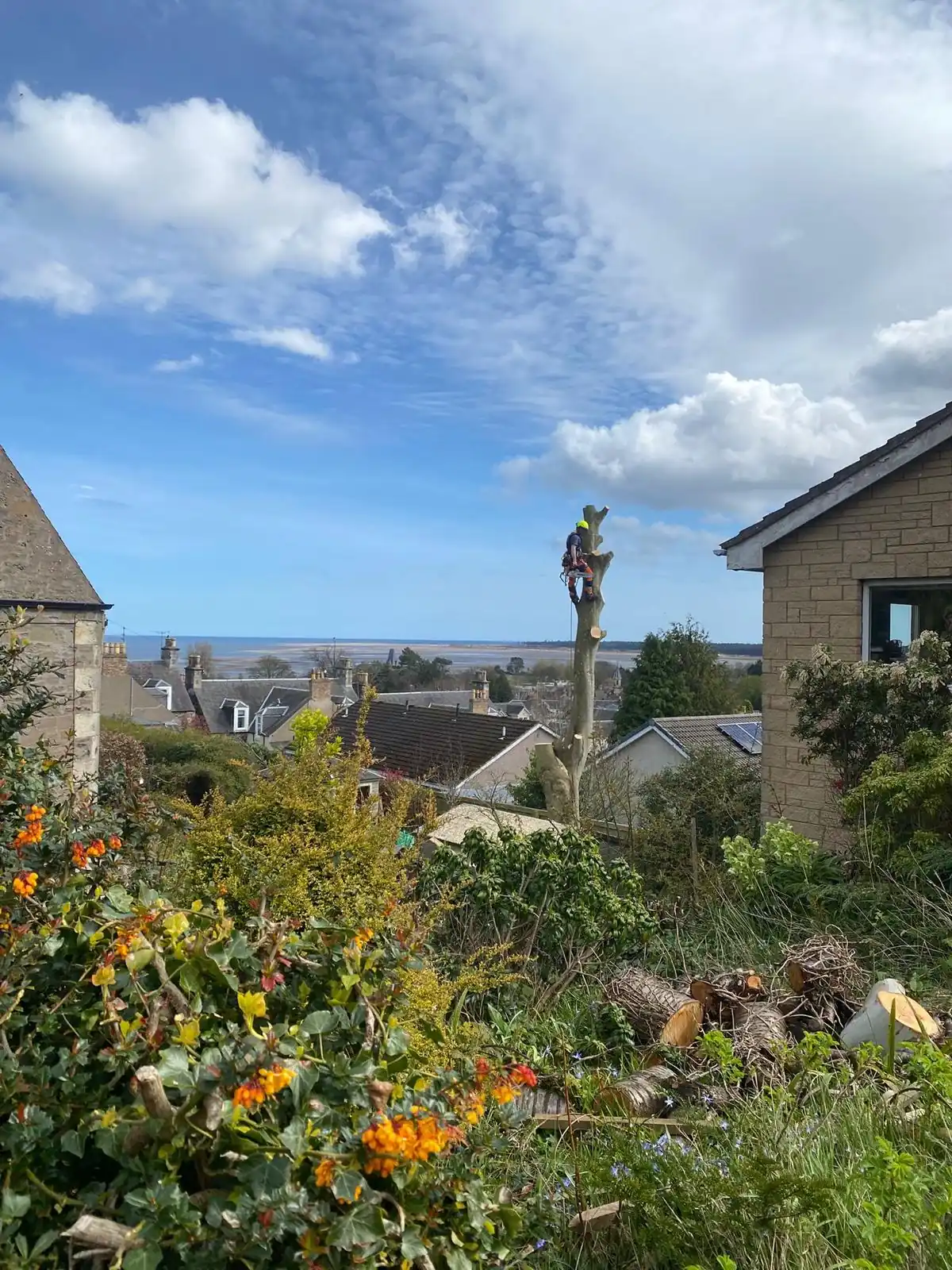 Paisley Tree Surgeon tree work